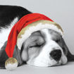 Picture of PACK X16 DOG & CAT CHRISTMAS CARDS (2 DESIGNS)